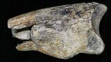 Struthiomimus Claw - Two Medicine Formation, Montana #6963-1